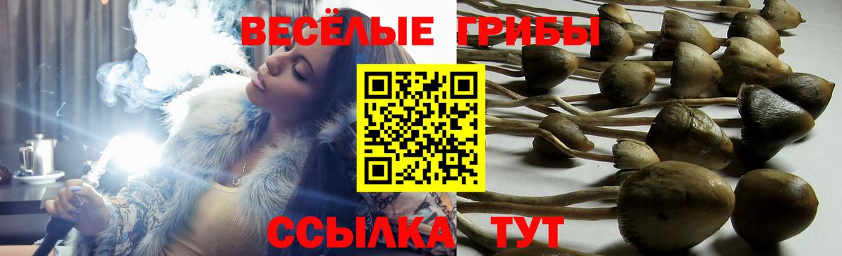 Псилоцибиновые грибы мицелий  Псилоцибиновые грибы GOLDEN TEACHER  Холмск  что такое наркотик  Вход с VPN 